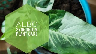 Albo Syngonium Plant  Propagation amp Care Tips [upl. by Champagne]