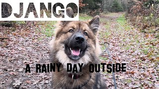 Django the Eurasier Dog  A rainy day outside [upl. by Nnylanna779]