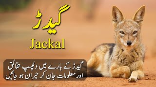 Amazing Facts and Documentary About Jackals in HindiUrdu  Gidar  Animal Adventurer [upl. by Jos]