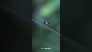 Leucauge Sp Insect Spider Wildlife Arthropoda nature beautiful animal trending srilanka [upl. by Marilin]