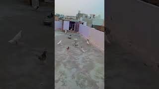 new kabutarviralvideoshourtspigeonchoudharypigeon315arjuntanwarpigeonpigeon 123 [upl. by Soisanahta469]