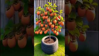 Persimmon Planting Secrets to MAXIMIZEYour Harvest farming satisfying shorts [upl. by Orna]