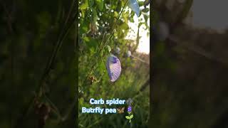 Crab spider🕷️ Butrfly pea 🦋🪻🌱🥰🤗natureborn india travel [upl. by Farika]