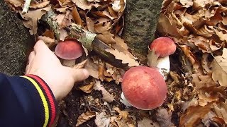 Funghi Porcini August 2018  Boletus Edulis [upl. by Moguel]