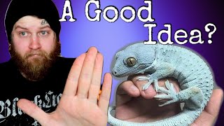 Watch This BEFORE You Buy A Tokay Gecko Reality Of Owning A Tokay Gecko [upl. by Ihpen]