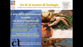 Un Tè al muzoo Larte della conservazione museale tra pesci e invertebrati ProfRaffaele Gattelli [upl. by Ahsemad]