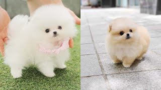 Cutest Teacup Pomeranian Puppies Compilation 2 [upl. by Sudnor]