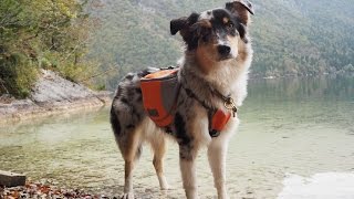 Slovenia • Paul Anka  the Australian Shepherd [upl. by Htbazile]