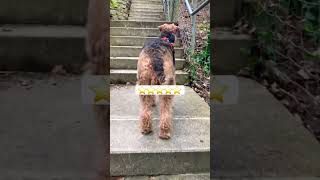 Airedale terrier workout 💪💪💪 airedaleterrier [upl. by Nowell]