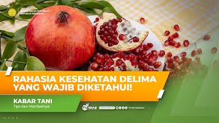 Rahasia Kesehatan Buah Delima yang Wajib Anda Ketahui [upl. by Fabrienne]