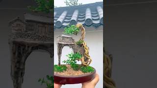 Beautiful Bonsai Works🌳🌲💥528shorts shortsvideo beautifulbonsai art khuebonsai🥰❤️ [upl. by Phenica909]