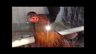 Brownred Gallo Semental 1c videoHD [upl. by Remliw205]