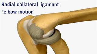 The Radial Collateral Ligament Guardian of Elbow Stability 팔꿈치 안정성의 주역 요골 측부 인대 [upl. by Nnylylloh]