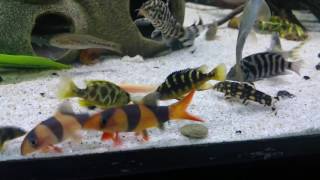 Clown loach eating algae wafers with their clicking noise [upl. by Karol92]