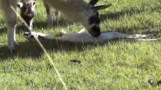 Nacimiento de un bebe Llama en Macchu Picchu [upl. by Laurice]