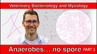 Nonspore Forming Anaerobes Part 1  Veterinary Bacteriology and Mycology [upl. by Domash]