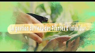 Arrosage des plantes dintérieur  conseils et astuces [upl. by Mercado]