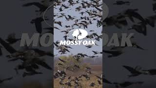 Specklebelly Arrive  Mossy Oak Moments [upl. by Eirrol]