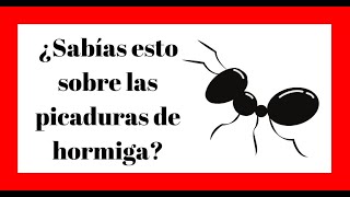 ¿Qué hacer ante una PICADURA DE HORMIGA ✅ Resuelto [upl. by Ines]