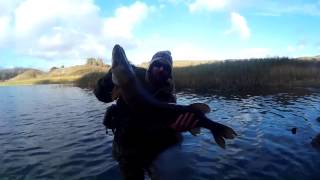 Bosherston 06112016 Big pike with underwater release [upl. by Mcnair147]