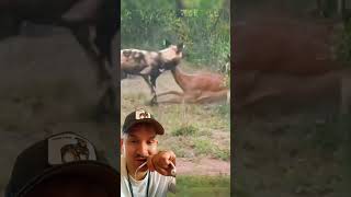 Ciervo vs perros salvajes 😱 vidasalvaje animales shorts wildlife [upl. by Ahsile]