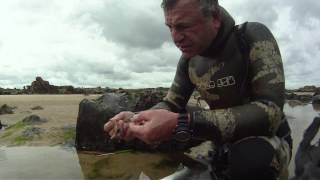 Chasse sous marine Bretagne Nord Cap Frehel vidéo pédagogique PARTIE 2 30 min [upl. by Dworman]