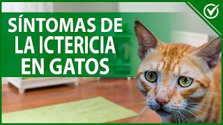 🐱 Ictericia en Gatos ¿Qué es  Síntomas Causas y Tratamiento 🐱 [upl. by Eldred]