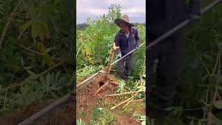 Cassava harvesting P3 shorts farming [upl. by Menell]