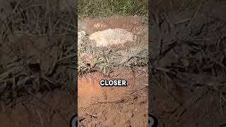 Aluminum vs Anthill 🐜😮 [upl. by Nnairol]