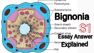 Explain the anomalous secondary growth in Bignonia  Essay  S1  Answer explained [upl. by Ddal]