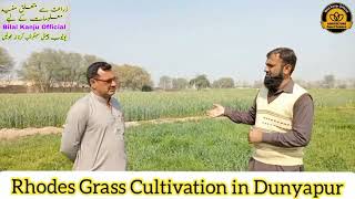 How to cultivate Rhodes Grass in Pakistan How to grow Rhodes Grass  Bilal Kanju Official [upl. by Noma]