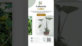 Showcase of Colocasia Coffee Plant [upl. by Victor]