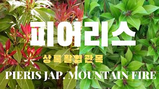 피어리스 상록활엽관목 Pieris Mountain Fire [upl. by Regine276]