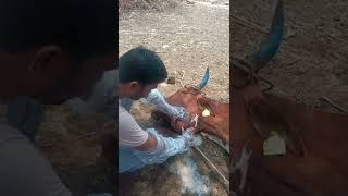 Actinomycosis Jumpy jaw in cow [upl. by Ninel554]