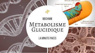 Biochimie  Métabolisme glucidique [upl. by Asia498]