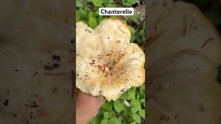 Chanterelle mushroom chanterelles mushroom hongos wildlife cosecha harvesting [upl. by Horn]