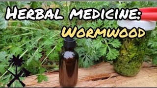 Herbal Medicine Wormwood and How to Use It [upl. by Andel]