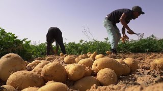 Le Sahara algérien véritable pôle agricole international [upl. by Charlotte983]