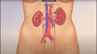 Watch How Kidneys Actually Work [upl. by Agn]