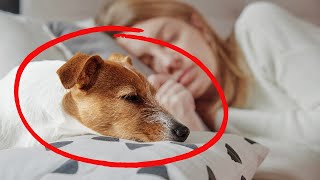 SHOCKING Why Does Your Dog Sleep with You What Your Dogs Sleep Spot Reveals About Your Connection [upl. by Yarised773]