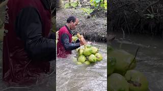 Coconut Havesting amp Perfect Coconut Cutting Fruits Cutting Skill [upl. by Gnah434]