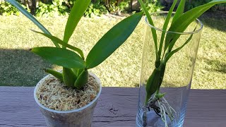 兰花水培－章鱼兰 Encyclia radiata amp Prosthechea cochleata [upl. by Nolrah39]