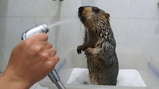 Marmot was angry when he was put in the bath [upl. by Gurl]