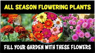 Fill your Garden with these Flowers that Bloom all year long  All Season Flowering Plants [upl. by Kcor]