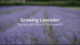 How to grow Lavender  Grow at Home  RHS [upl. by Vowel513]