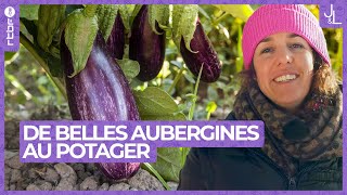 Aubergine  comment bien la semer et la cultiver au potager  Jardins et Loisirs [upl. by Chevy]