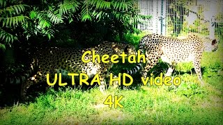 Cheetah Gepard Acinonyx jubatus  ZOO in Opole  Ultra HD video 4K [upl. by Haneekas]