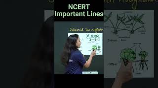 Subaerial Modifications Of Stem  Stolon Sucker Runner Offset  NCERT Important Lines  neet2025 [upl. by Tonia]