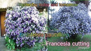 How to grow brunfelsia pauciflorayesterday today and tomorrow Francesia plant make more plants [upl. by Anitan]