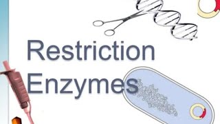 Restriction EnzymeModification EnzymeRestriction Modification system in Bacteria 🦠aitm2notes [upl. by Jilly]